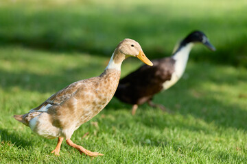 Fototapeta premium Two domestic Indian runner ducks walk across a vibrant green lawn on a sunny day. The foreground duck is clearly visible, while the background duck is out of focus.
