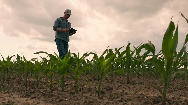 agriculture, farmer working corn field digital tablet, Digital farmer in cornfield, Green maize sprouts, Tech in agriculture, Visual crop monitoring, Worker holding tablet, Agritech farming progress