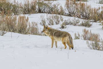 Fototapeta premium Coyote Standing in the Snow
