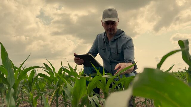 agriculture, farmer working corn field digital tablet, Man squatting on farm, Agriculture information gathering, Tech farmer monitoring crops, Future-ready farmland, Rural tech usage, Agricultural