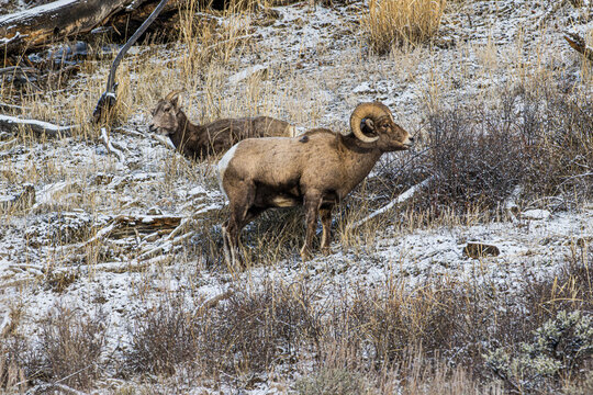 Bighorn Sheep in the Snow