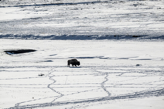 Bison Standing in Lamar Valley in the Snow