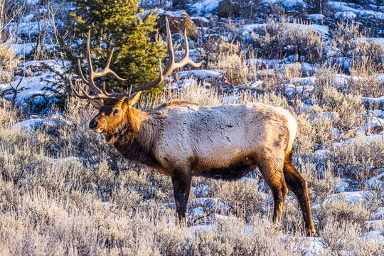 elk in the woods