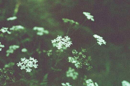 Green Noise