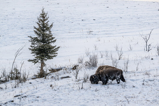 Bison grazing in the Snow