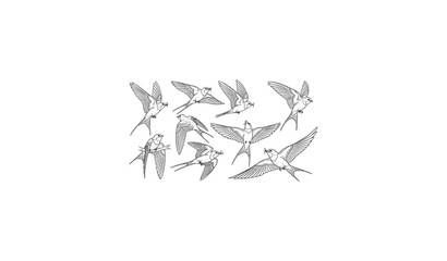 Swallows and martins vector sketches series of passerine birds © MdJamanur