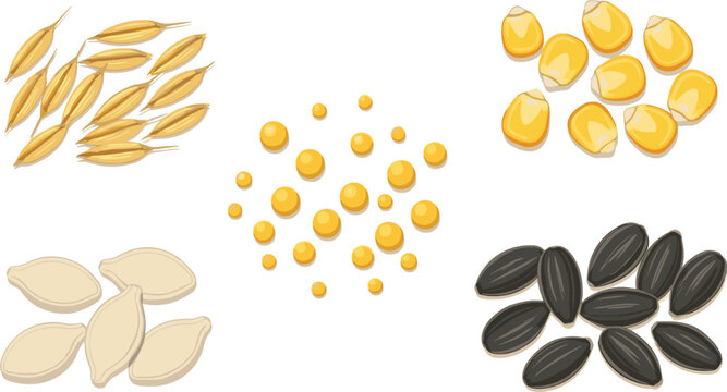 Agricultural grain and seed set with rice husks corn kernels sunflower seeds and pumpkin seeds,