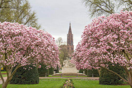 Spring magnolias at Place de la R&eacute;publique with cathedral in background, Strasbourg Alsace France 