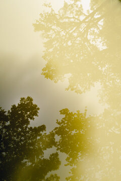 Tree reflection on yellow-tinted water surface