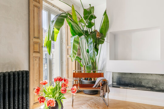 Armchair Beside Large Plant