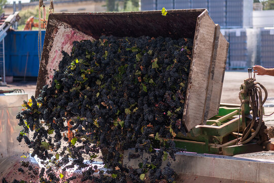 Grapes Are Dumped Into a Processing Machine at a Winery