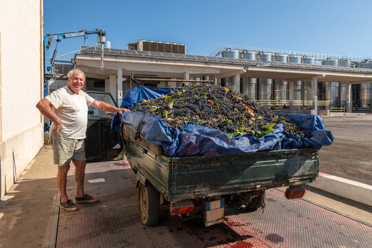 Farmer Stands Beside Truck Filled With Freshly Harvested Grapes