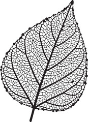 Obraz premium Black and white leaf illustration isolated on transparent background