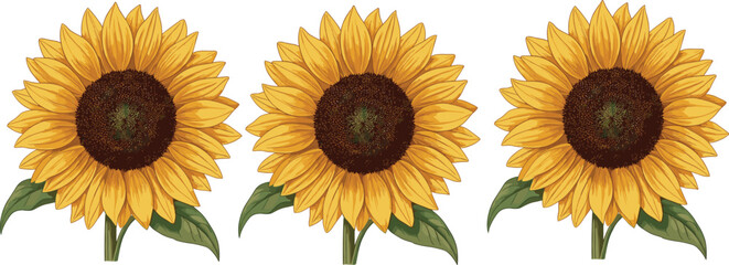 Hand drawn sunflower botanical vector illustration collection featuring bright yellow floral plants isolated decorative nature set © Sumon Creative