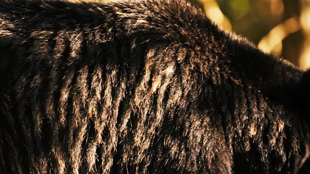 Close up detailed texture of black bear fur glistening in warm sunlight outdoors with soft focus background of natural foliage and branches in a forest environment highlighting its coarse and thick