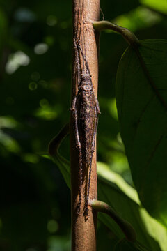 Brown Katydid bush cricket Camouflaged on Tree Bark