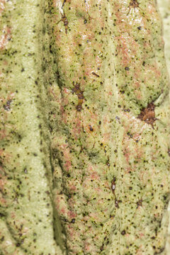 Vibrant Cacao Pod macro texture