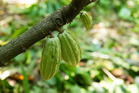 undeveloped green cacao pods growing on a tree branch
