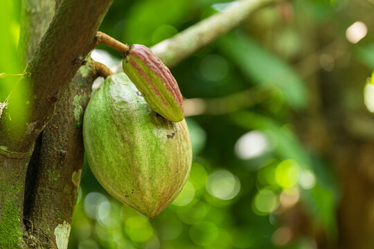 Unique Cacao criollo Pods in Diverse Natural Setting Captivating