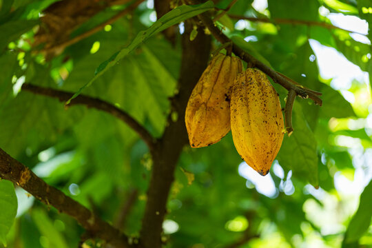 Cluster of Yellow cacao criollo pods on a Cacao Tree in Mexico
