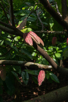 Unique immature red cacao criollo pod