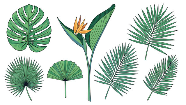 Colorful tropical foliage set features bird of paradise flowers and various palm leaves for creating vibrant exotic botanical scenes.