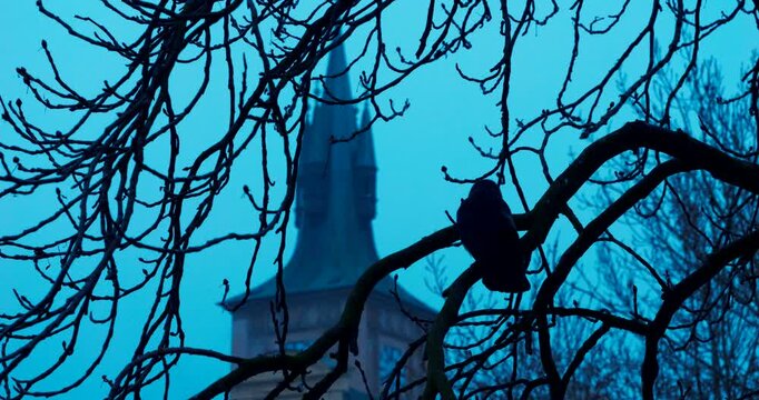Silhouetted crows gathered in a tree near Charles Bridge in Prague during a dark blue winter morning. Dramatic black shapes against the cold sky create a moody, atmospheric scene.