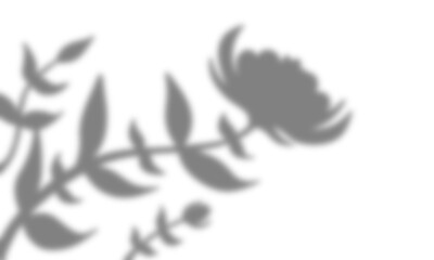 Obraz premium Soft Blurred Flower and Leaf Shadow Overlay on White Background