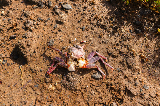 crab