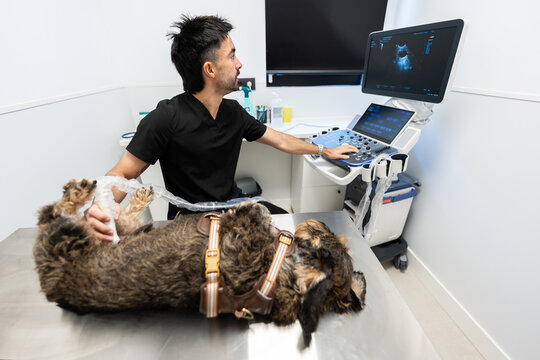 Veterinarian performing ultrasound examination on dog in clinic