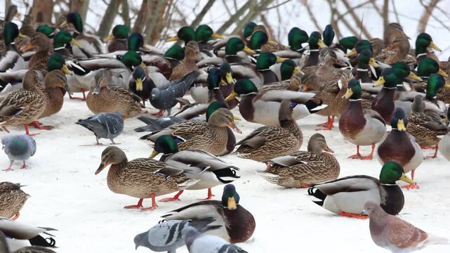 A lively gathering of mallard ducks and pigeons congregates on a snow-covered landscape, exhibiting their ability to thrive and adapt in harsh winter environments as they search for sustenance.