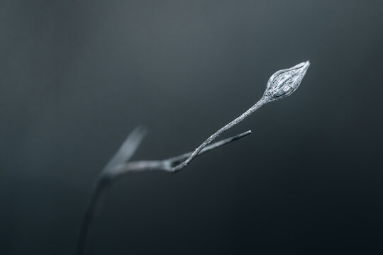 Fleur en macro minimaliste sur fond flou