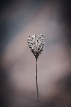 Fleur en macro minimaliste sur fond flou