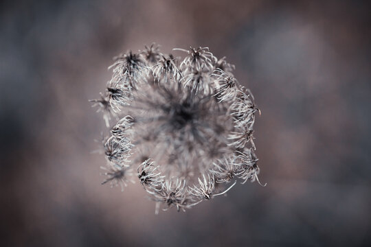 Fleur en macro minimaliste sur fond flou