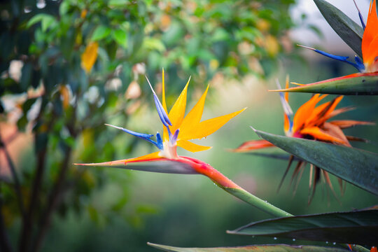 Beautiful Strelitzia reginae flowers blooming in the garden, floral background or wallpaper for your project