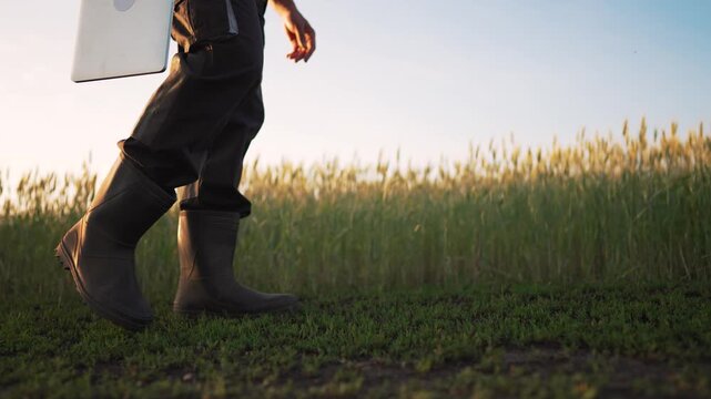 Walking through field with laptop farmer in boot crosses green grass and crop at sunset carrying laptop reflecting technology and agriculture work and soil care showing crop care and soil health