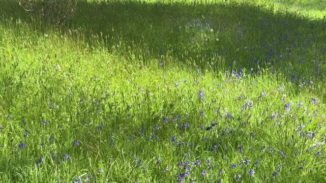 green grass bluebells and wildflowers in a meadow moving gently in the wind