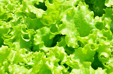 a close up of Fresh Green Curly Lettuce Leaves