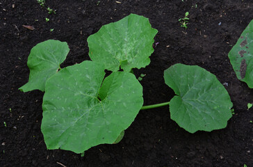 a close up of Young Squash Plant Growing in Dark Soil
