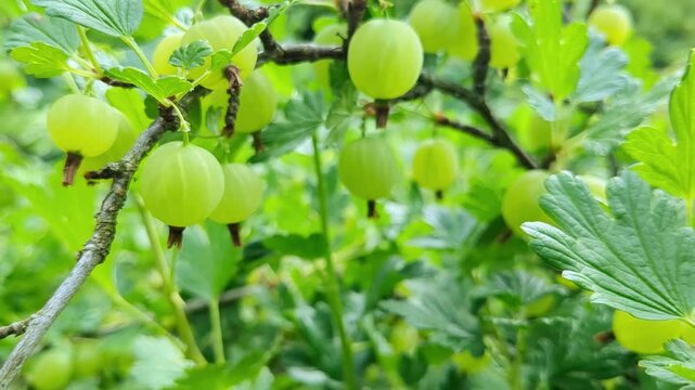 Cinematic macro close-up of fresh green gooseberries (Ribes uva-crispa) growing on branch in natural garden, highlighting texture, freshness, healthy fruit, organic produce, and natural sunlight,