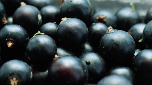 Aerial view of cluster of ripe black currant berries (Ribes nigrum) with natural dew droplets in lush garden, fresh organic produce, healthy nutrition, natural sunlight, tropical greenery.