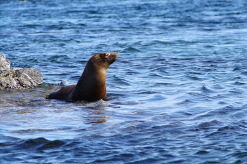 Fototapeta premium sea lion in baja california, Mexico