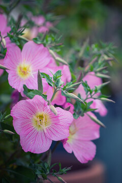 Delicate pink flowers of evening primrose (Oenothera speciosa)