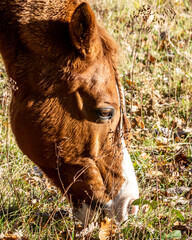 Brown horse grazes on grass in a sunny field during autumn in the afternoon