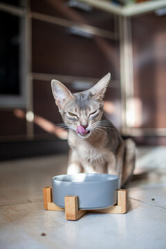 Abyssinian blue cat sits by ceramic bowl in elevated wooden stand, licking its tongue with playful, satisfied expression. Cozy pet lifestyle image for pet food, feeding accessories, mealtime routine.