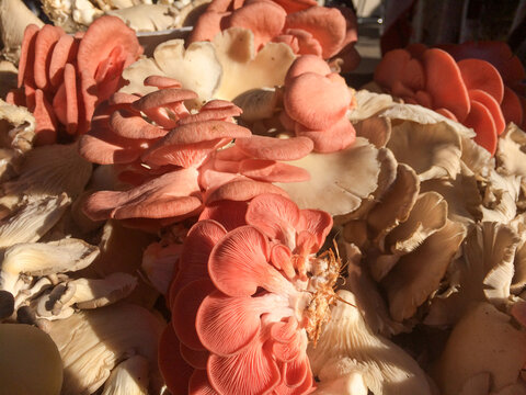 Pink and white oyster mushrooms displayed in sunlight