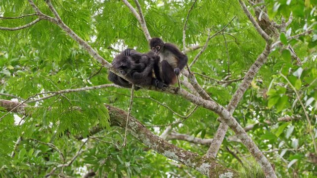group of funny Geoffroy's spider monkey (Ateles geoffroyi vellerosus) in Yaxha Mayan Ruins, Peten, Guatelmala, Central America