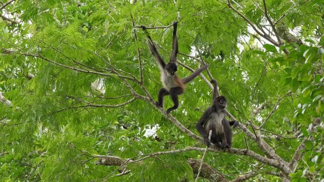 group of funny Geoffroy's spider monkey (Ateles geoffroyi vellerosus) in Yaxha Mayan Ruins, Peten, Guatelmala, Central America