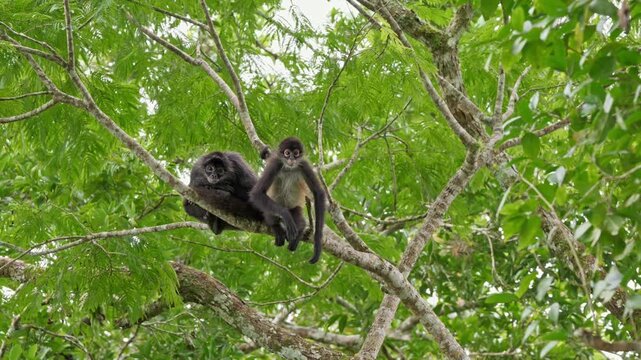 group of funny Geoffroy's spider monkey (Ateles geoffroyi vellerosus) in Yaxha Mayan Ruins, Peten, Guatelmala, Central America