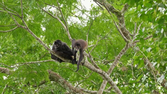 group of funny Geoffroy's spider monkey (Ateles geoffroyi vellerosus) in Yaxha Mayan Ruins, Peten, Guatelmala, Central America